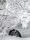 118x157 Snowy Tree on Car