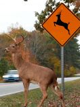 Deer crossing road