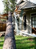 Tree fallen on house