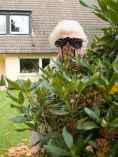 Old woman in bushes with binoculars.